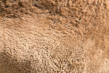 background of wool