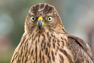 Falcon close up
