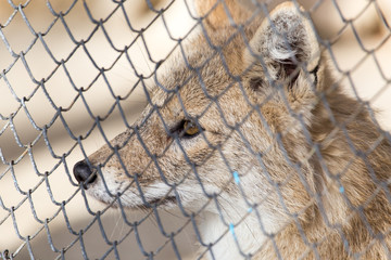 fox in a cage