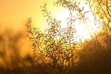 tree on a background of beautiful sunrise