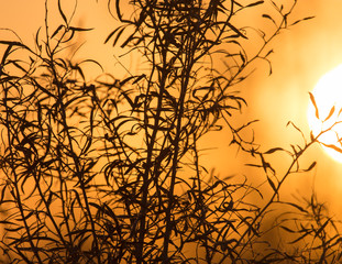 tree on a background of beautiful sunrise