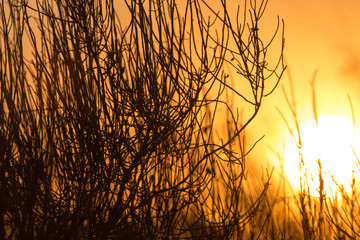 tree on a background of beautiful sunrise