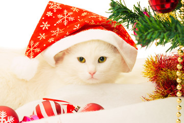 cat, christmas, christmas tree, santa claus hat