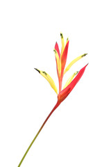 Heliconia flower isolated on white background