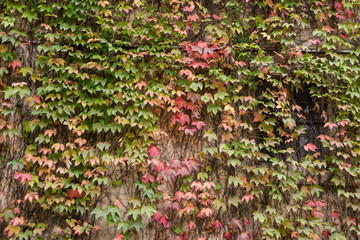 Muro di una casa coperto di edera in autunno