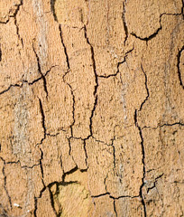 background from the bark of a tree