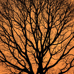 silhouettes of Dead Tree without Leaves