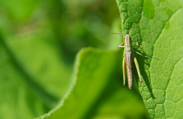 Grasshopper on green leaf