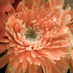 Gerbera flower