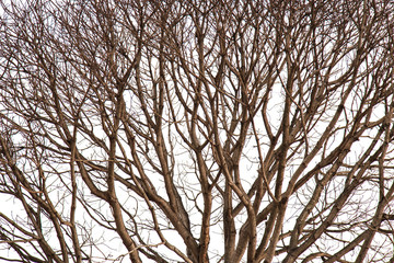 Dead Tree without Leaves isolated on white background