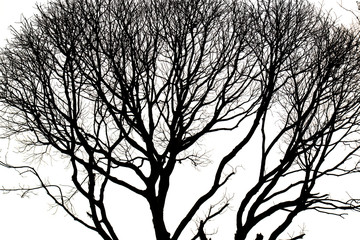 silhouettes of Dead Tree without Leaves