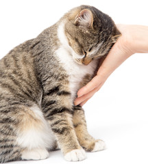 caress a cat on a white background