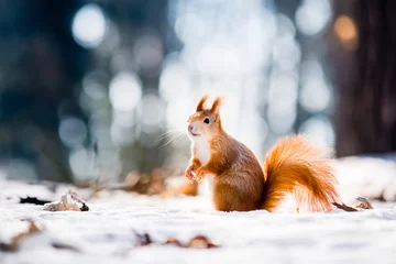 Foto op Plexiglas Schattige rode eekhoorn op zoek in een winters tafereel © VOJTa Herout