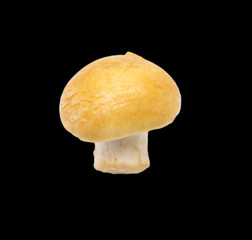 mushroom on a black background