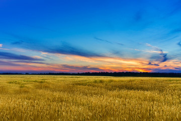 Sunset over wheat field