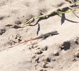 Lizard in desert