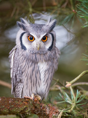 white faced scops owl