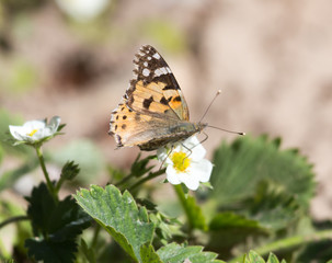 Fototapeta na wymiar Macro of a Butterfly Cacyreus marshalli on a strawberry flower