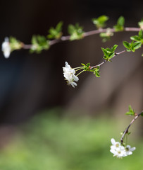 beautiful flowers on a tree branch in nature