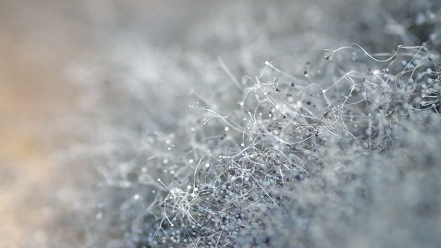Mold Which has appeared on food, organic food