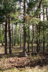 trees in the forest in nature