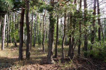 Obraz premium trees in the forest in nature