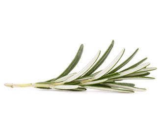 Fototapeta premium rosemary herb spice leaves isolated on white background cutout