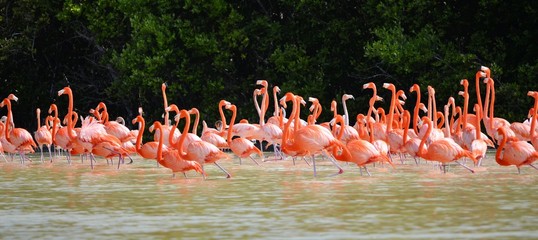 Obraz premium pink flamingos