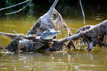 Selbstklebende Fototapete Krokodil crocodile in water
