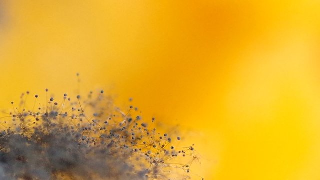 Mold Which has appeared on food, organic food