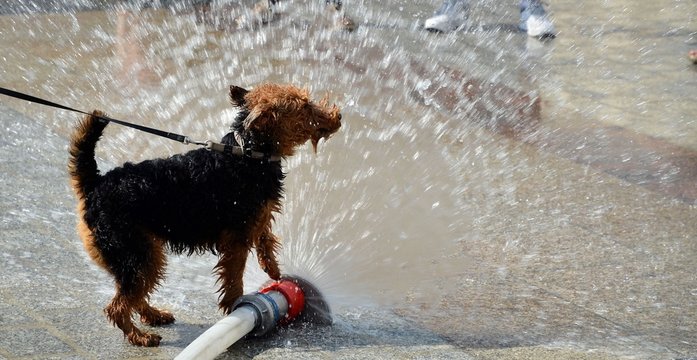 dog jumping in water