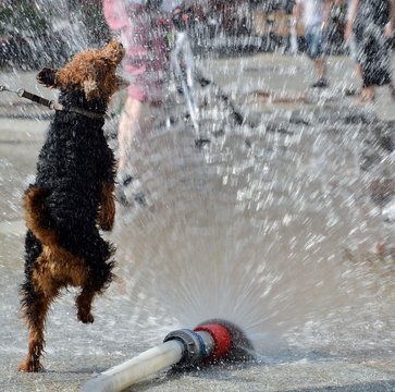 dog jumping in water from firehose