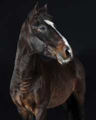 Fototapeta na wymiar holsteiner horse studio