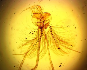 Common house mosquito (Culex pipiens) male mouth apparatus