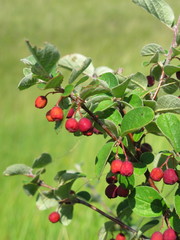 Dark-fruited cotoneaster (Cotoneaster melanocarpus) with pomes 