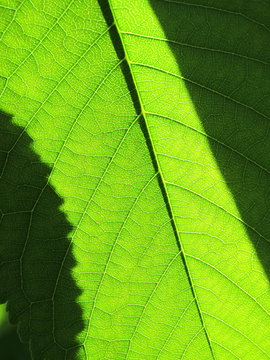 Cherry leaf against a sunlight in the spring garden