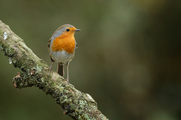 European Robin bird