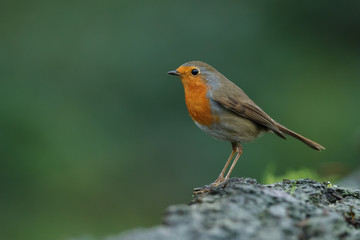 European Robin bird