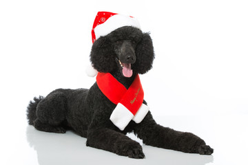 Weihnachtspudel