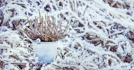 Naklejka premium Heather in an old bucket on the snow grass