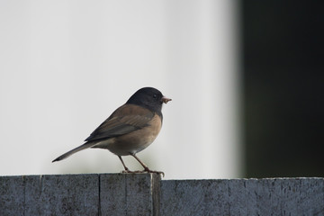 Dark-eyed junco on a fence