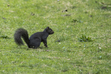 Fototapeta premium Eastern Gray Squirrel