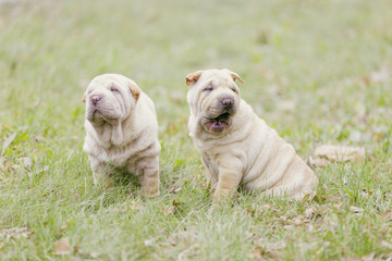 Two Shar Pei puppy