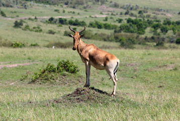 Antilope auf einem Hügel