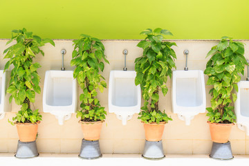 Modern Mens toilets with green plant