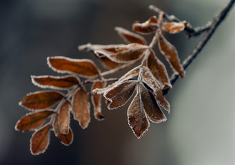 Frozen leaves mountain ash.