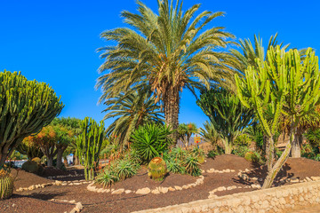 Tropical plants in Morro Jable town park on Fuerteventura island