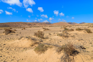 Desert landscape and sand dune on Sotavento beach, Fuerteventura