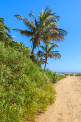 Fototapeta na wymiar Palm trees on Sotavento beach, Fuerteventura, Canary Islands