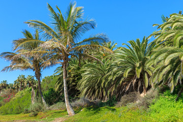 Obraz premium Palm trees on Sotavento beach, Fuerteventura, Canary Islands